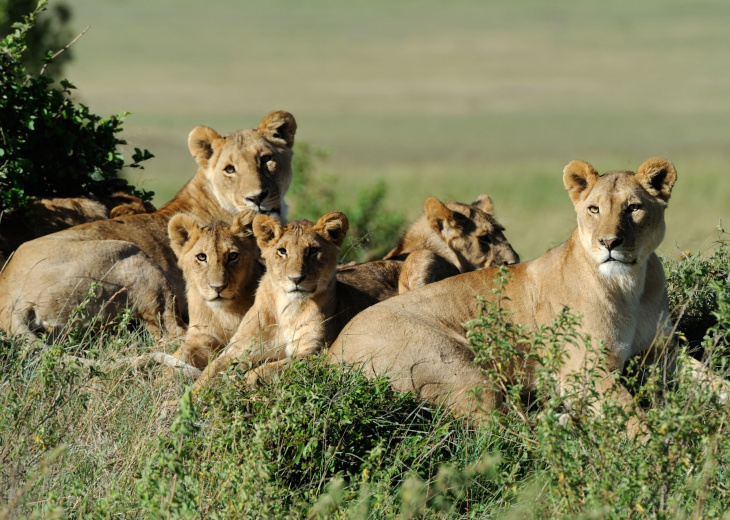 kruger-famille-lions-allongés-dans-herbe