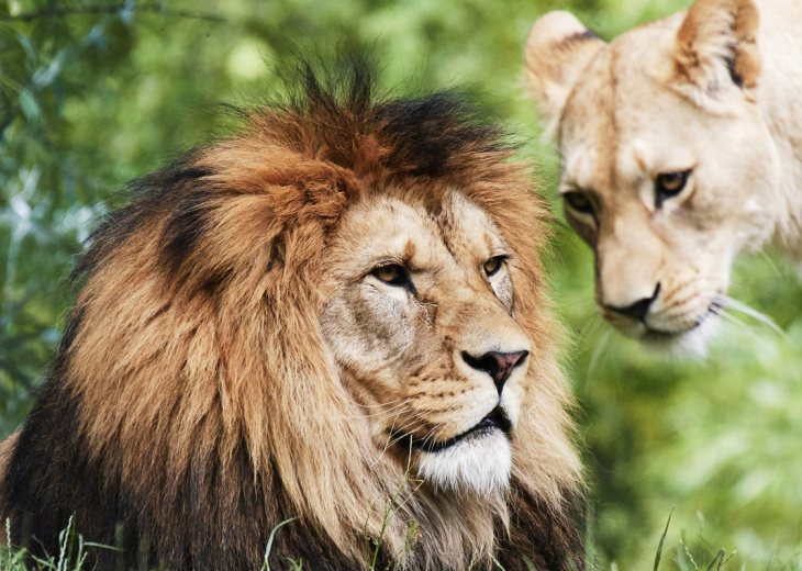 couple-lions-nature