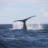 mer-queue-baleine-hermanus
