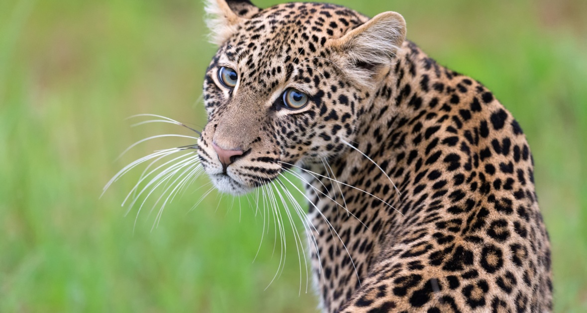 léopard-safari