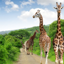 girafes-parc-kruger-afrique-du-sud