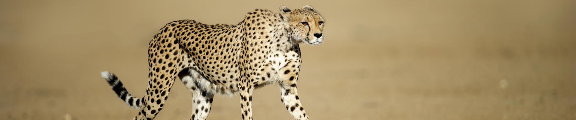 guepard-parc-kgalagadi-afrique-du-sud