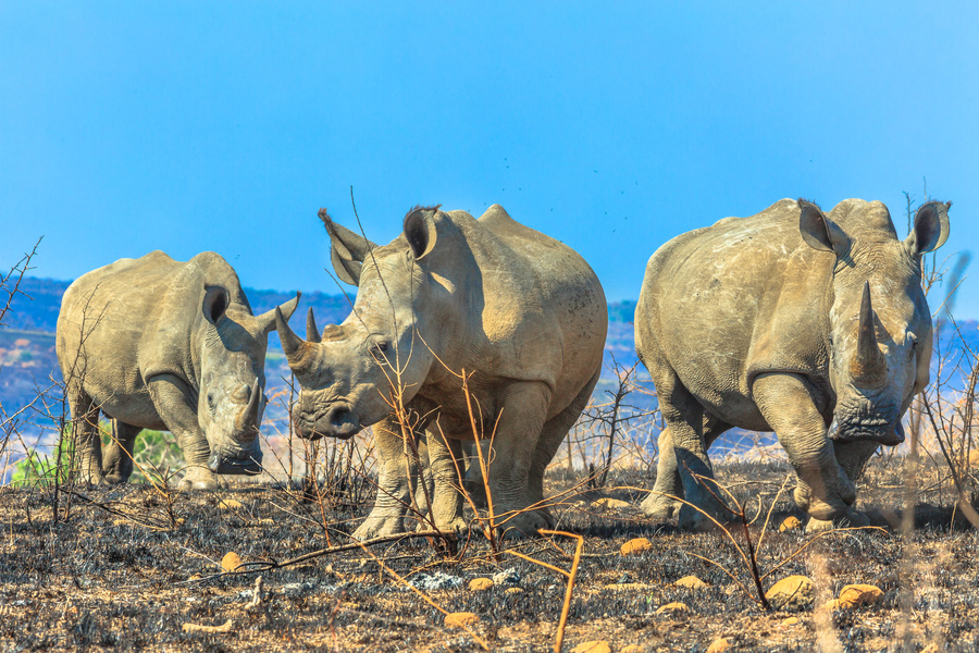 rhinoceros-parc-hluhluwe-imfolozi-afrique-du-sud