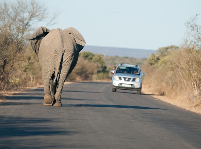 Éléphant sur la route, Parc national de Kruger, Afrique du Sud