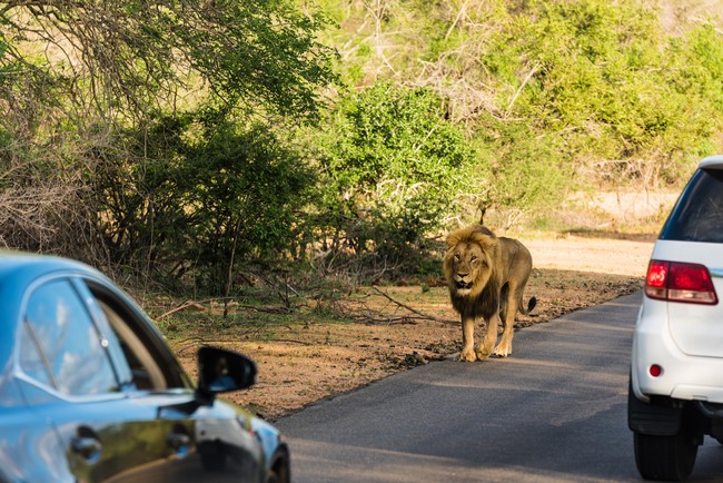 Observation d'un lion en safari au parc de Kruger