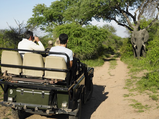 Safari en Afrique : quel pays, quel safari choisir ?