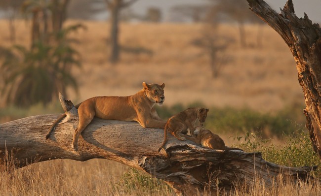Observation d'une lionne et ses lionceaux en Afrique du Sud