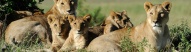 kruger-famille-lions-allongés-dans-herbe