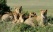 kruger-famille-lions-allongés-dans-herbe