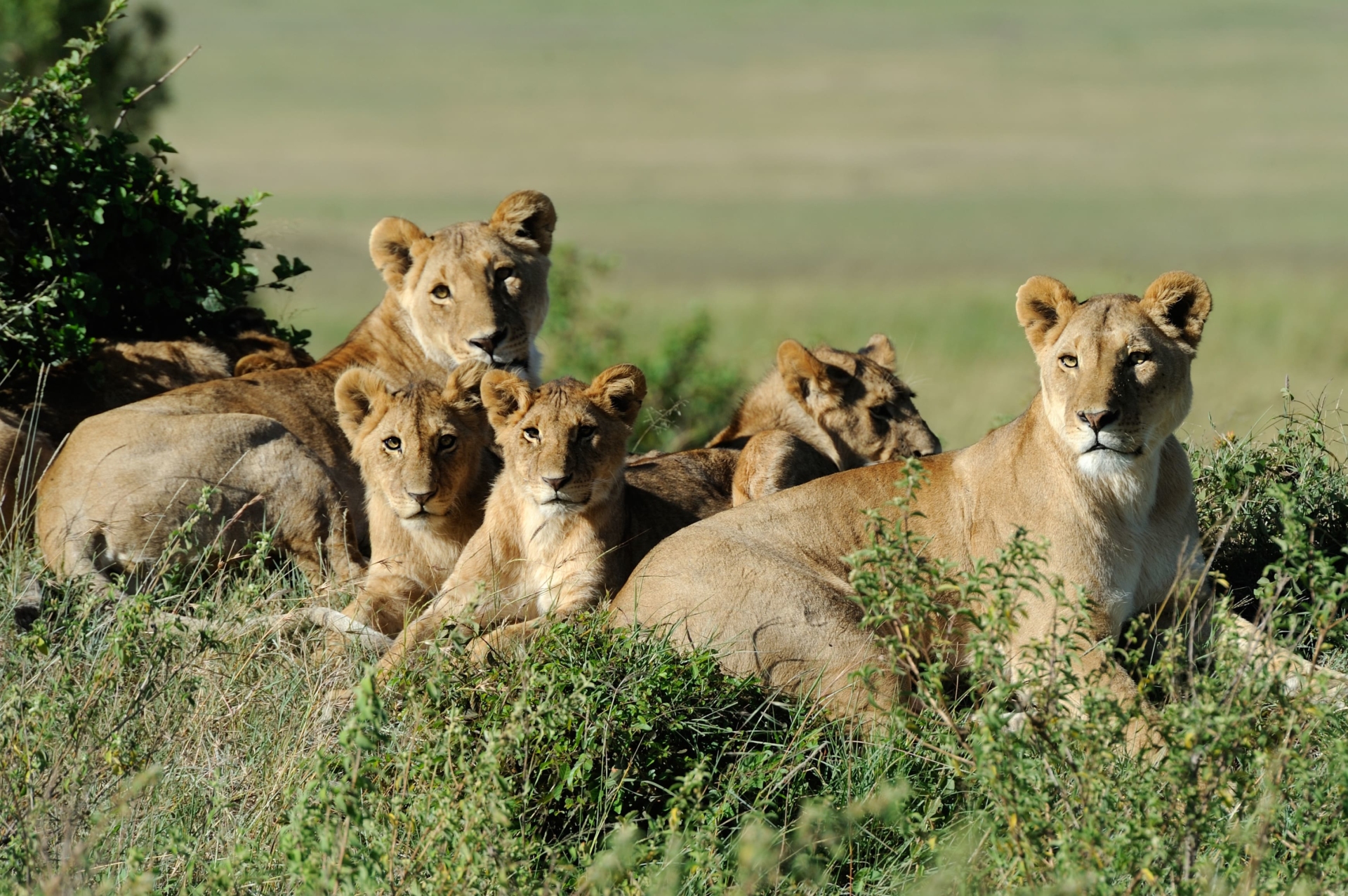kruger-famille-lions-allongés-dans-herbe