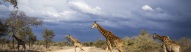 paysage-savane-piste-girafes