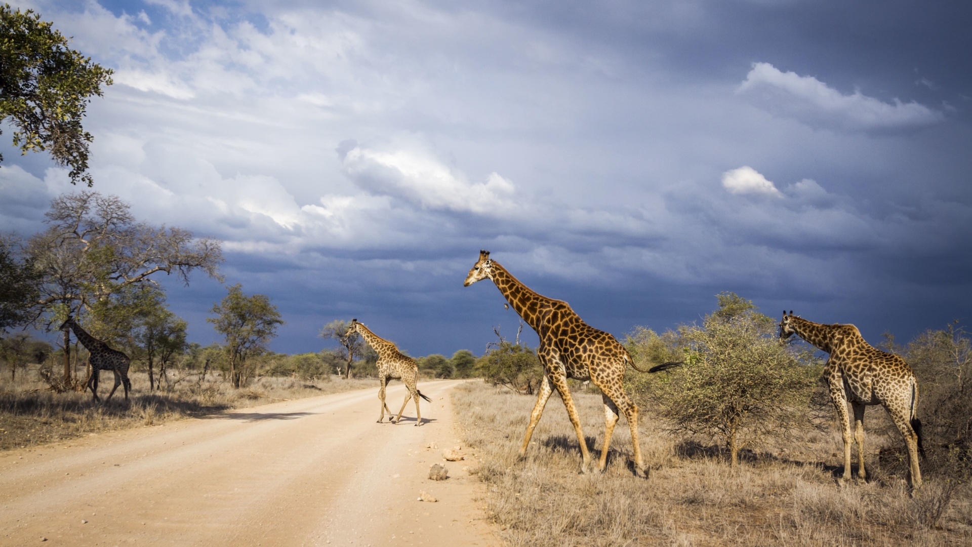 paysage-savane-piste-girafes