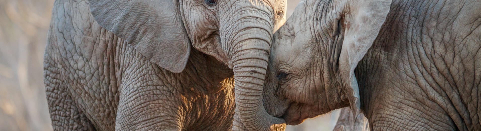 elephant-safari-afrique-du-sud