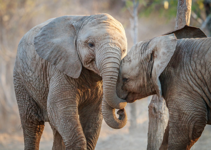 elephant-safari-afrique-du-sud