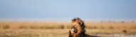 Lion Afrique du sud