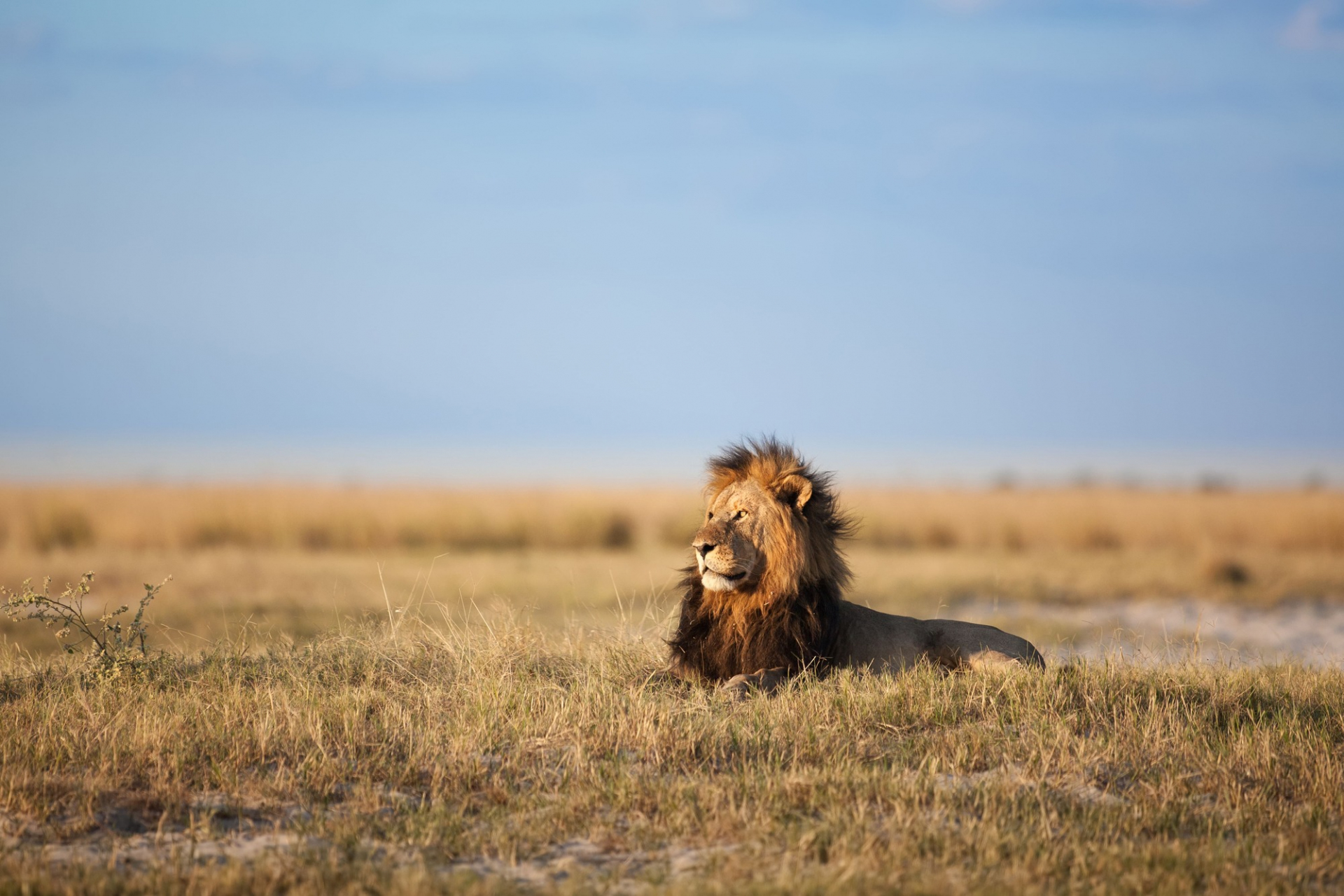 Lion Afrique du sud