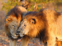Transvaal lion