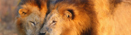 Transvaal lion