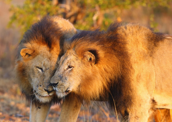 Transvaal lion