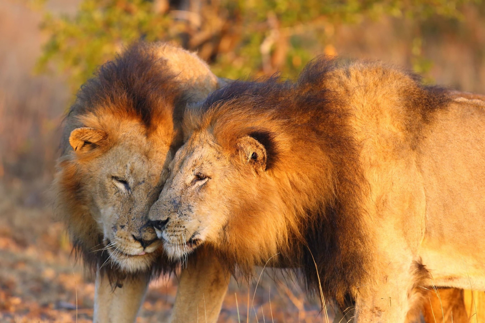 Transvaal lion