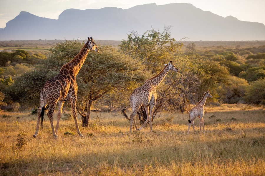 Giraffe Family