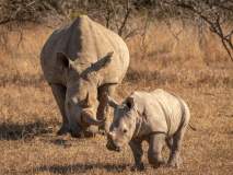 Rhinoceros