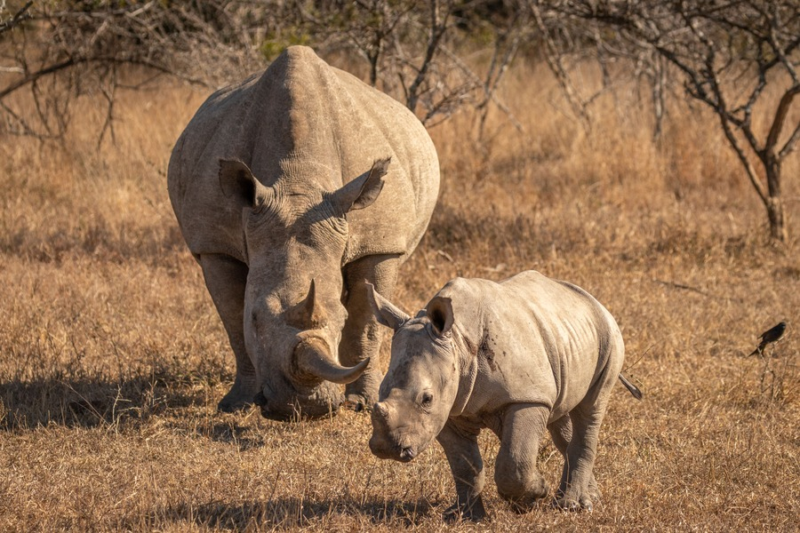 Rhinoceros