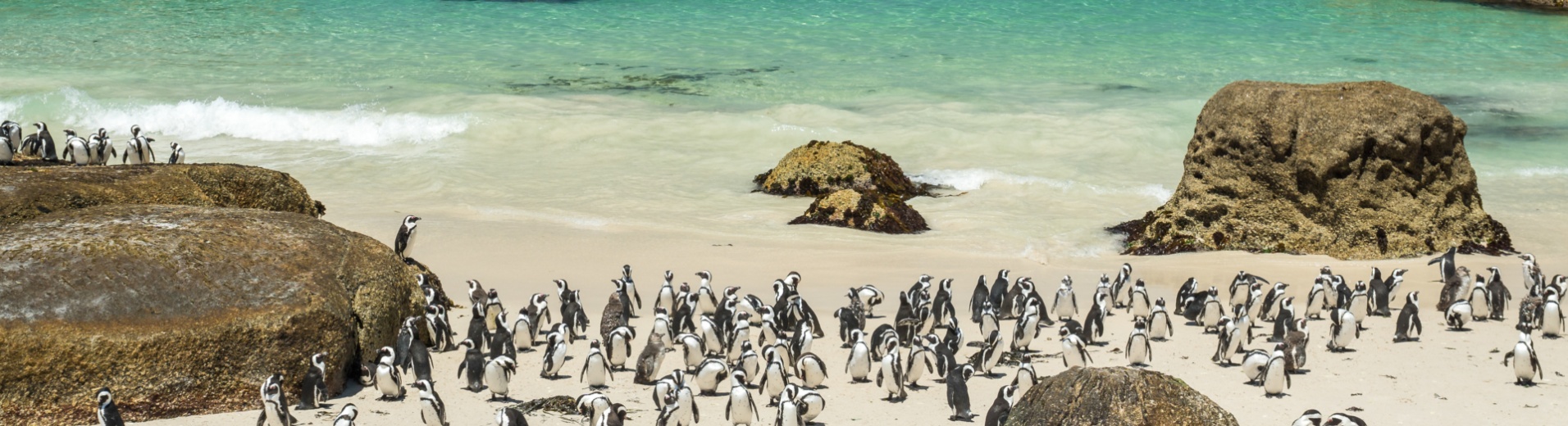 plage-pingouins-boulders