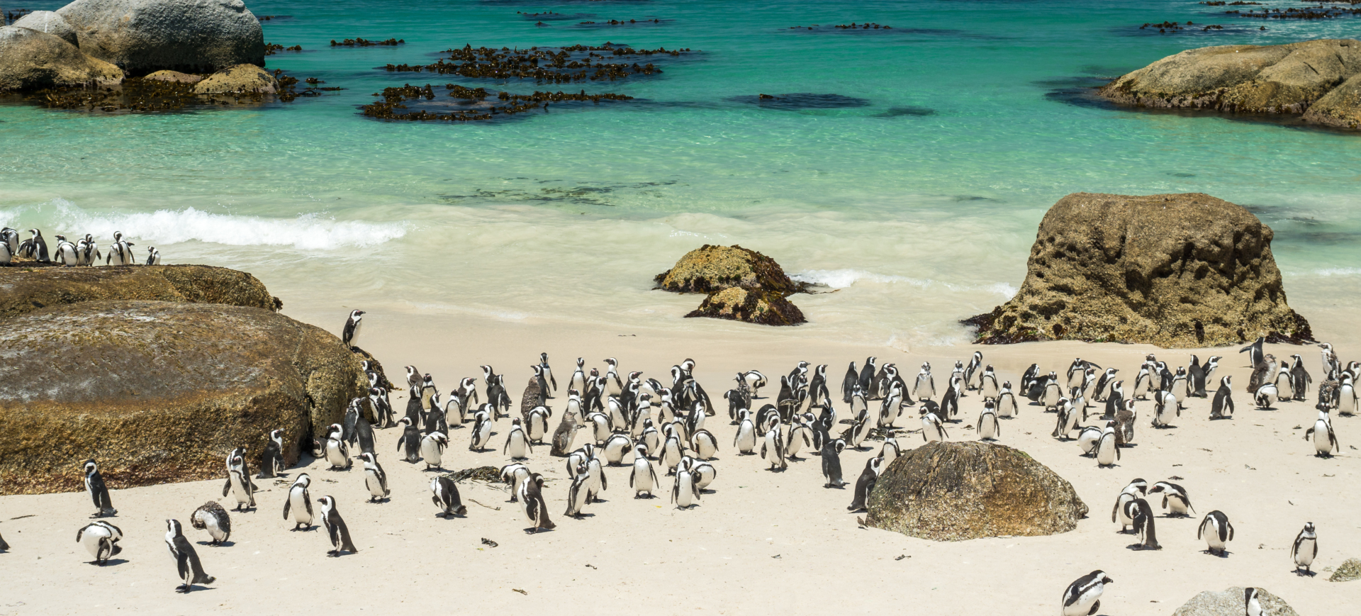 plage-pingouins-boulders