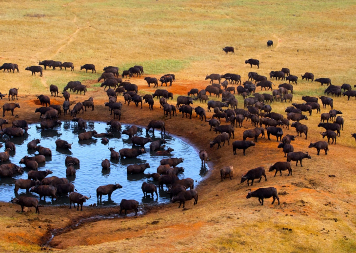 savane-buffles-marre