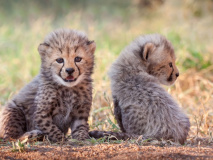 South Africa