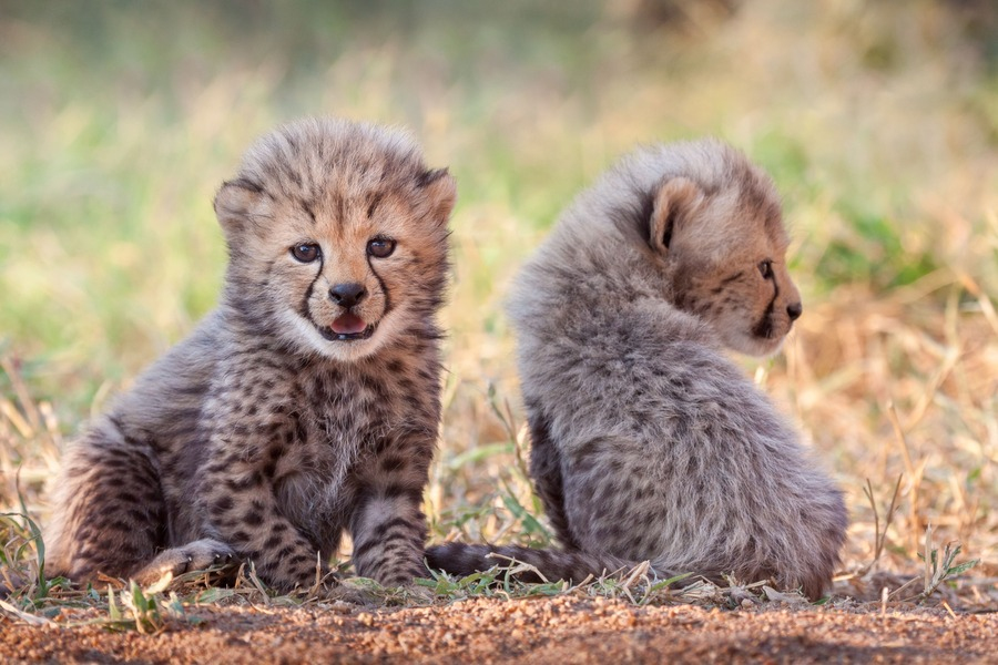 South Africa