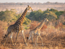 Kruger Park