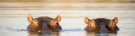 Hippos