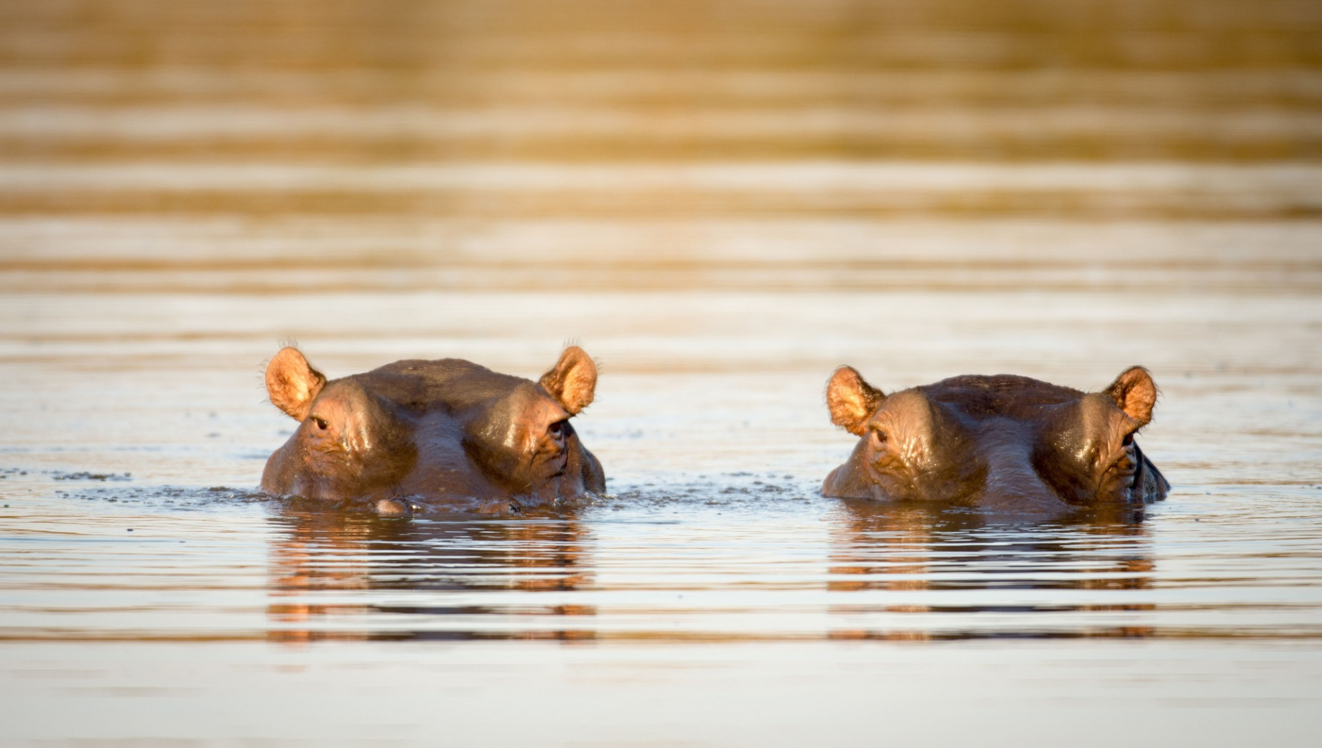 Hippos