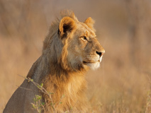 Kruger National Park