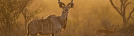 kruger-park