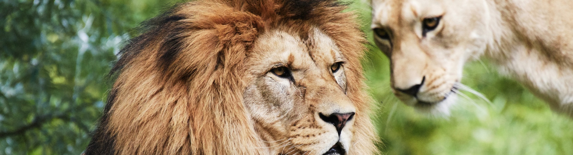 couple-lions-nature