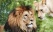 couple-lions-nature