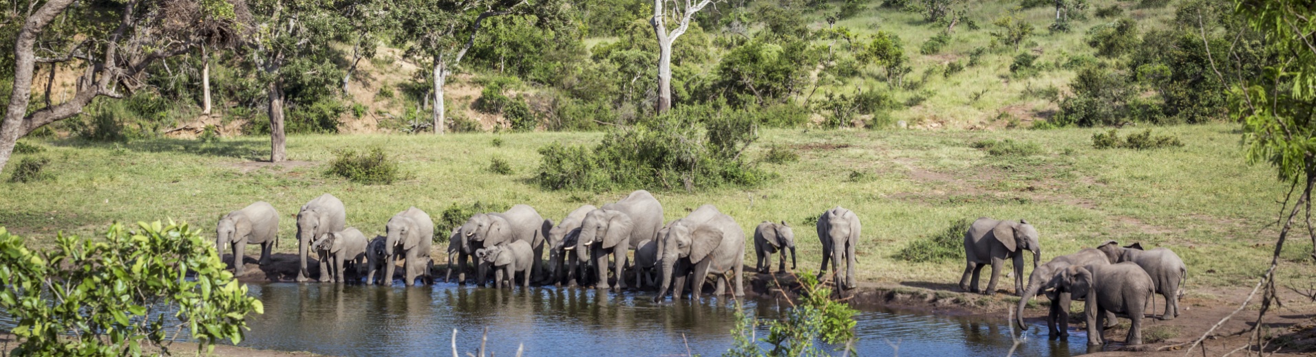 safari-paysage-savane-éléphant