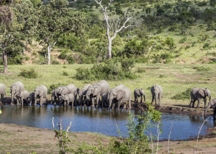 safari-paysage-savane-éléphant