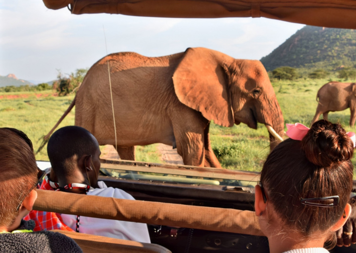 famille-safari-4x4-elephant