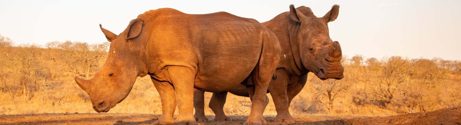 rhinoceros-savane-reflet-eau