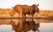 rhinoceros-savane-reflet-eau