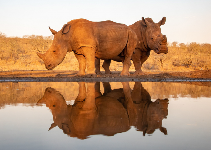 rhinoceros-savane-reflet-eau