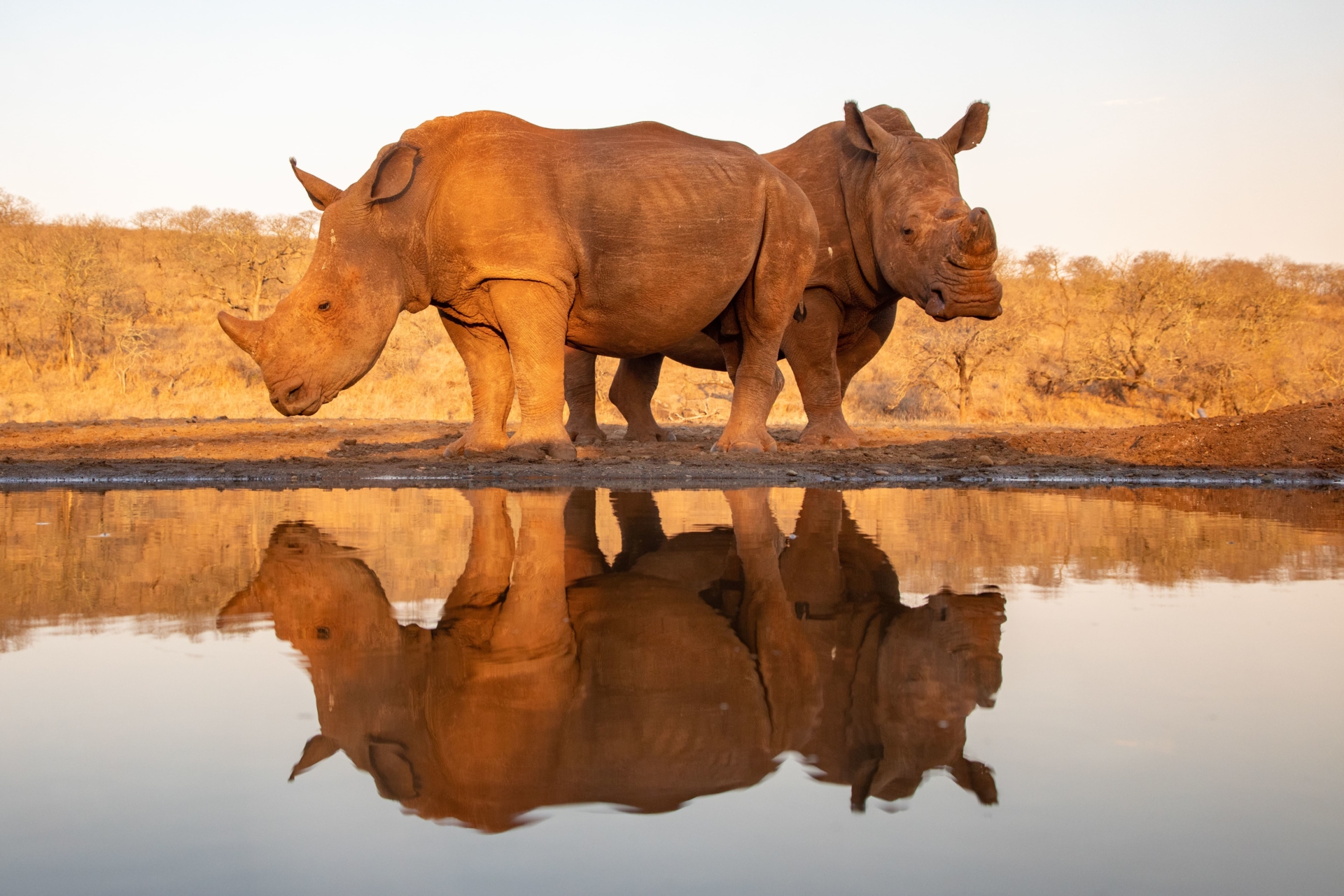 rhinoceros-savane-reflet-eau