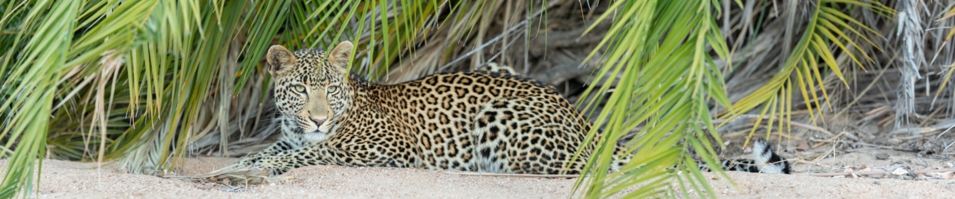 léopard-allongé-sable-palmier