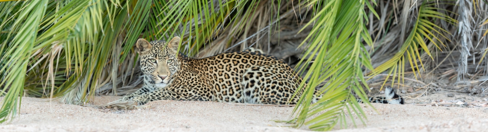 léopard-allongé-sable-palmier