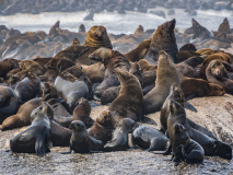 Seal Island
