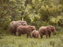 Karongwe